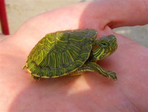 baby red eared slider turtles  complete guide reptileszilla