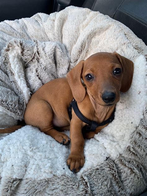 Positive Puppy Podcast - Truly Force Free