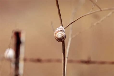Виды улиток: 🐌 фото, названия, описания и интересные факты
