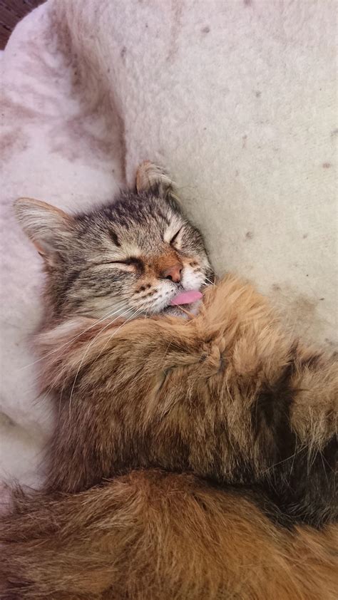 what happens if cat sleeping too much step by step 1