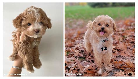 Teacup Maltipoo Full Grown Size at Tyler Aikenhead blog