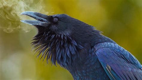 Crow HD Wallpaper (65+ images)