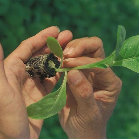 Sustainable Tobacco Program