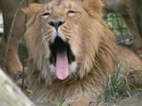 Lion - ZooChat