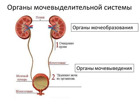 ᐉ Урофлоуметрия (УФМ) Сделать анализ в московской клинике Девита (Devita)