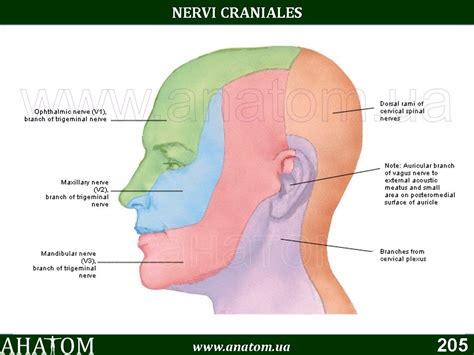 19 – NERVI CRANIALES#ЧЕРЕПНІ НЕРВИ – АНАТОМ | The ANATOMIST