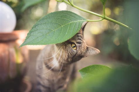 are amaryllis toxic to cats 4