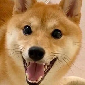 ImShiba - Age, Family, Bio | Famous Birthdays