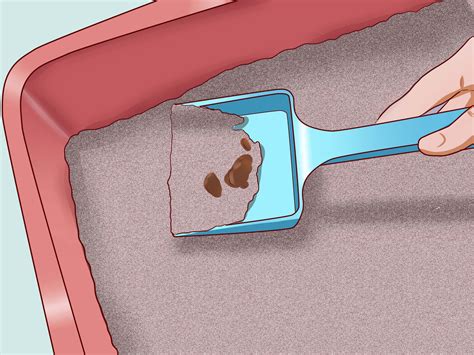how to help a constipated cat 8