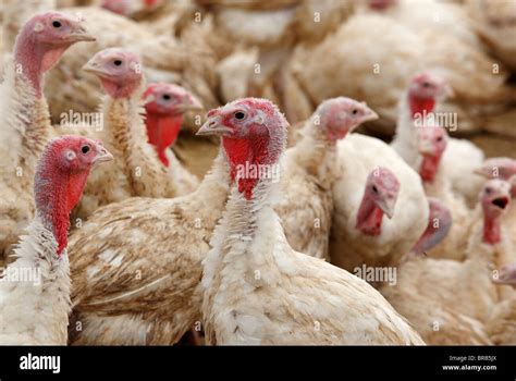 Turkeys turkey farm Stock Photo - Alamy