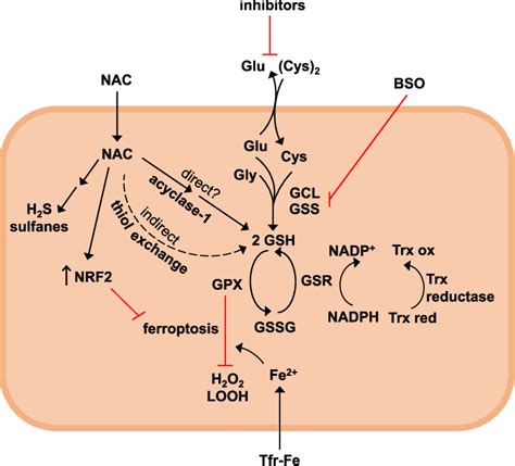 Redox-dependent antioxidant mechanisms of NAC. Intracellular GSH is ...