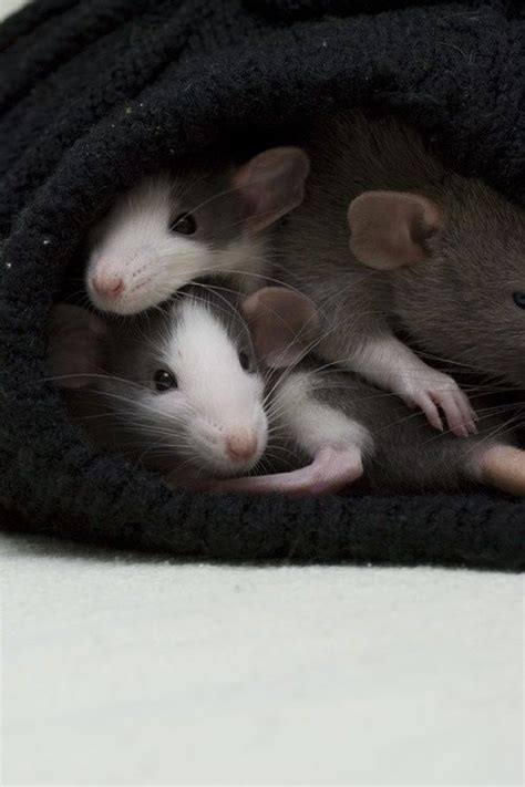 Sweet faces! | Животные, Домашние крысы и Хомячки