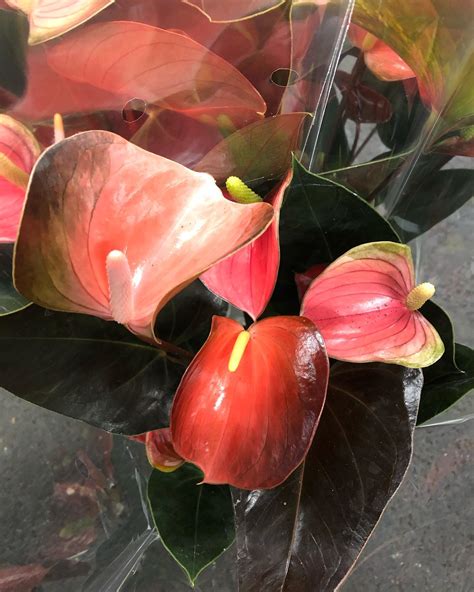 Anthurium Rainbow 🌈 champion... - Hans Visser Planten Export