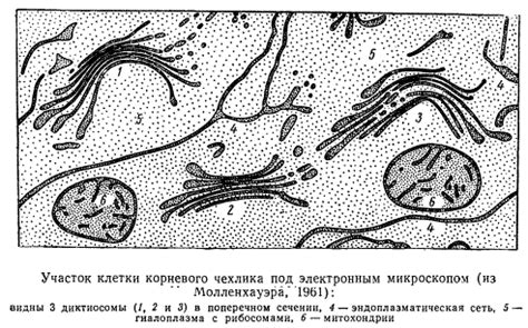 Диктиосомы (аппарат Гольджи)
