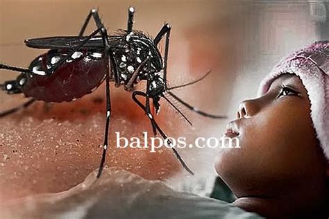 Ciri Bintik Merah Gejala Penyakit DBD - Balpos