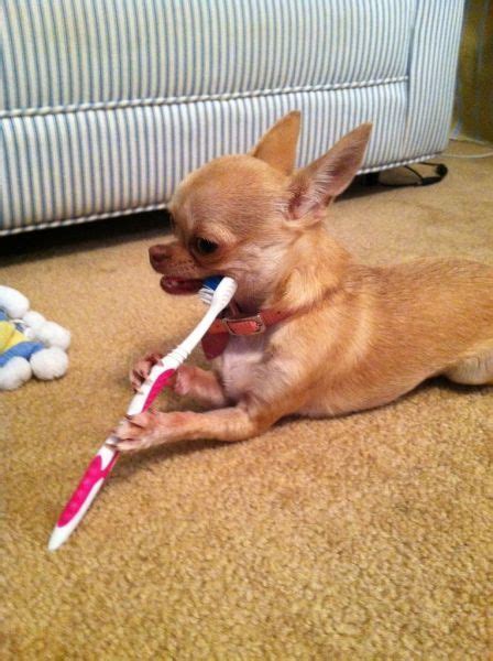 Chihuahua Teeth Pictures - Pets Lovers