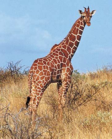Giraffe | Facts, Information, Habitat, Species, & Lifespan | Britannica