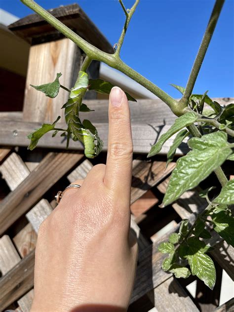 Caterpillar went unchecked at my school’s garden. As big as my index