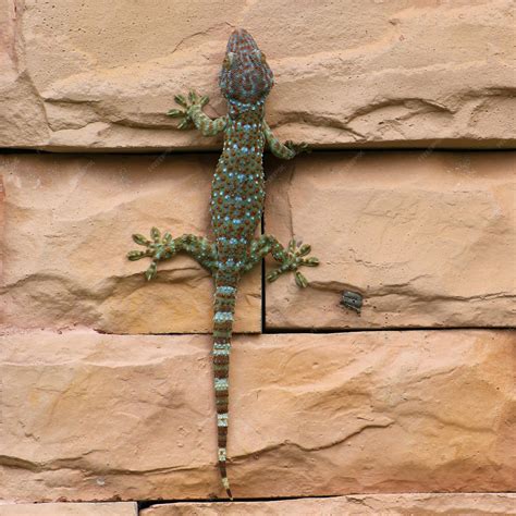Premium Photo | Gecko lizard climbing wall background