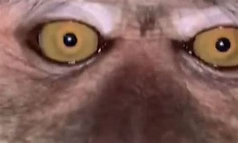 Malaysian student discovers monkey selfies on his phone after losing it ...