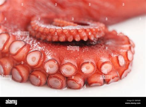 octopus - tentacle Stock Photo - Alamy