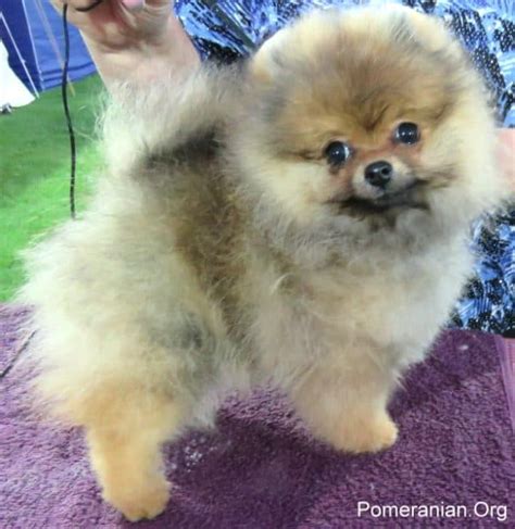 Understanding Pomeranian Growth Stages