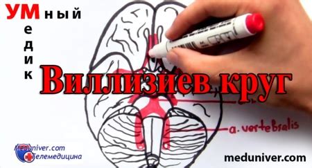 Коллатеральное кровообращение в головном мозге. Артериальный круг ...