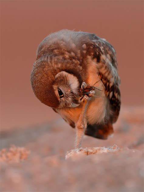 Burrowing Owl Food Chain