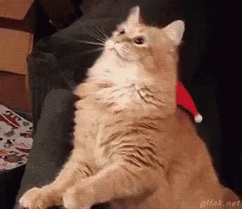 The Office Michael Scottfunny Christmas GIF | GIFDB.com