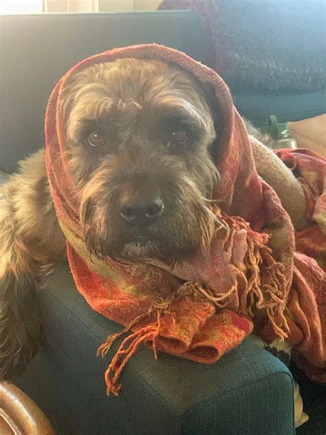 An angry babushka : r/babushkadogs