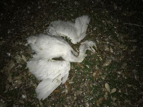 Dead chicks near egret/heron nesting site : Ornithology