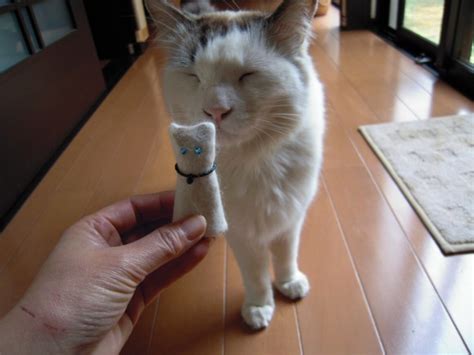 Seems like everyone wants to cuddle this adorable kitten in Japan, even ...