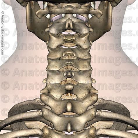 Anatomy Stock Images | neck-spinous-process-facet-joint-joints ...