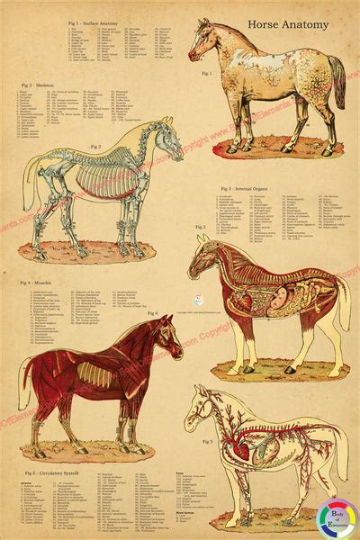 Horse Anatomy Posters – Body of Elements