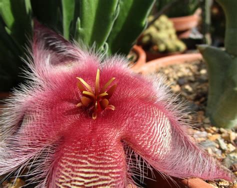 stapelia leendertziae black bells cutting etsy