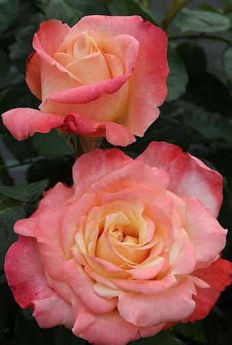 Роза 'Фиджи' / Rose 'Fiji', Interplant - Ландшафтная компания Эдельвейс