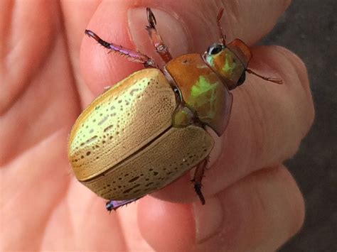 Lawn Pests and Garden Pests - Professional Pest Manager