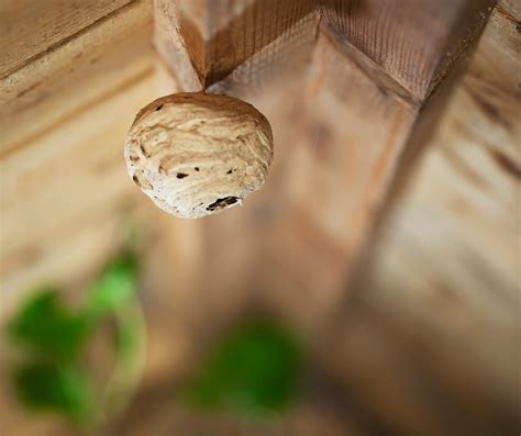 Wasps in Residential Areas: What Homeowners Need to Know - Accurate