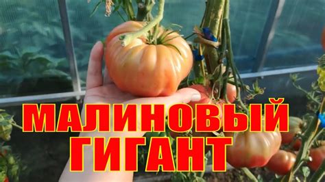 ТОМАТ МАЛИНОВЫЙ ГИГАНТ. СОРТОВОЙ, ВЫСОКОУРОЖАЙНЫЙ, ПОЛЕЗНЫЙ ТОМАТ ...