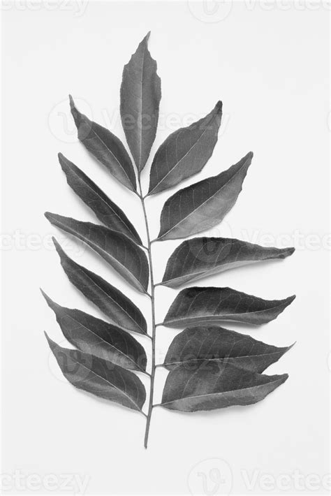 Curry Leaves Background 53970518 Stock Photo at Vecteezy