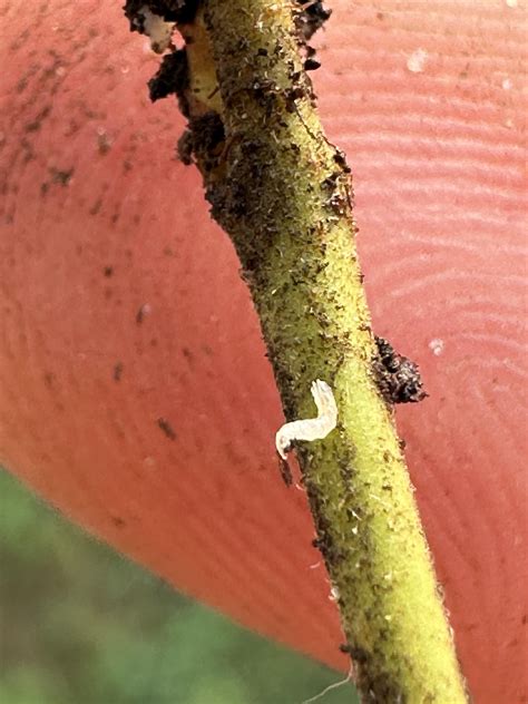 Found on the stem of a grape cutting, fingerprint for scale : r/whatsthisbug