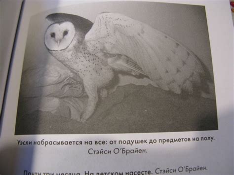 Книга: Сова по имени Уэсли. История любви совы и человека - Стейси О ...