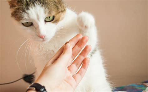 Как правильно стричь когти кошке 🐈 Инструкция | Pet7