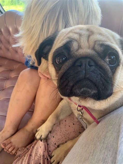 Pug ( female) | in Grantham, Lincolnshire | Gumtree