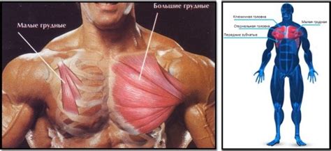 Як віджиматися, щоб накачати груди? | Тренування