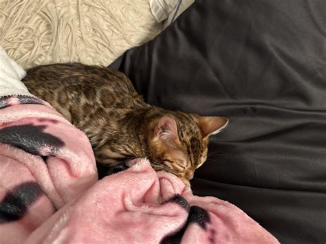 Please help! New bengal kitten owner : r/bengalcats