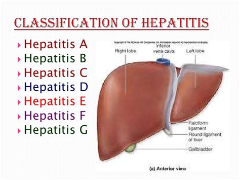 treat hepatitis inflammation   liver  norland