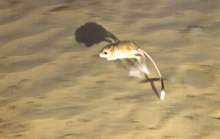 Dipus sagitta