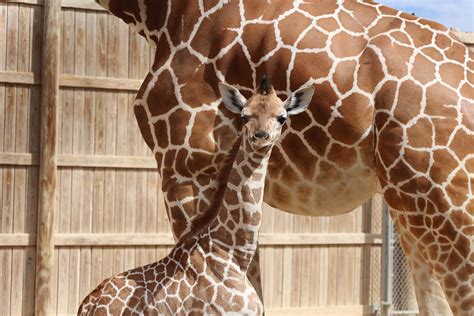 A Heartfelt Goodbye - Abilene Zoo