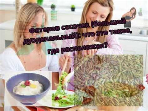 Фатеров сосочек (большой дуоденальный): что это такое, где расположен ...